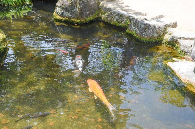 来福冈一定要去一次太宰府,古木参天,建筑太美了3