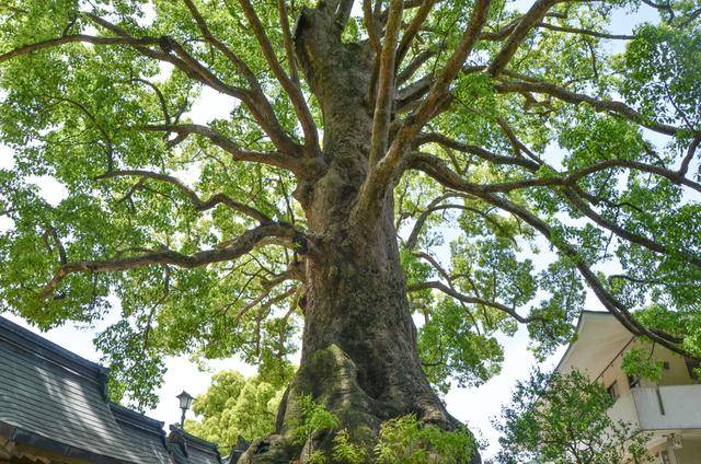 来福冈一定要去一次太宰府,古木参天,建筑太美了12