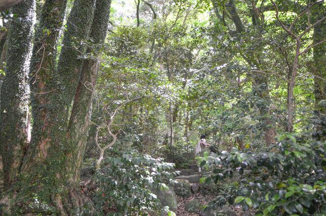 来福冈一定要去一次太宰府,古木参天,建筑太美了14