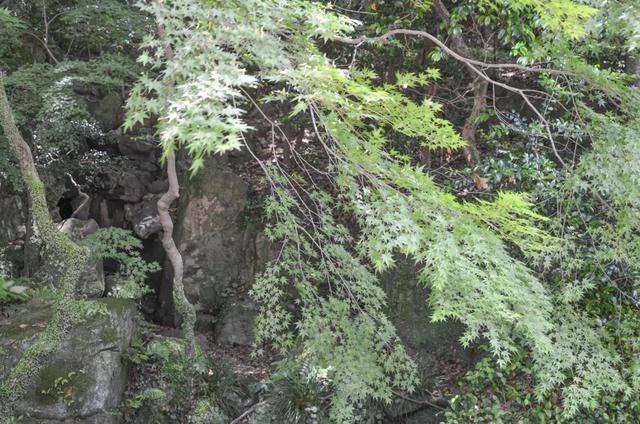 来福冈一定要去一次太宰府,古木参天,建筑太美了17