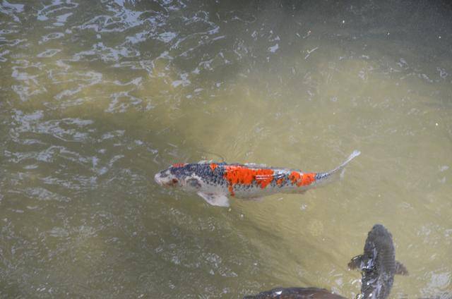 来日本福冈不看这个寺庙的，真的白来，因为文物就这么一个好看的10