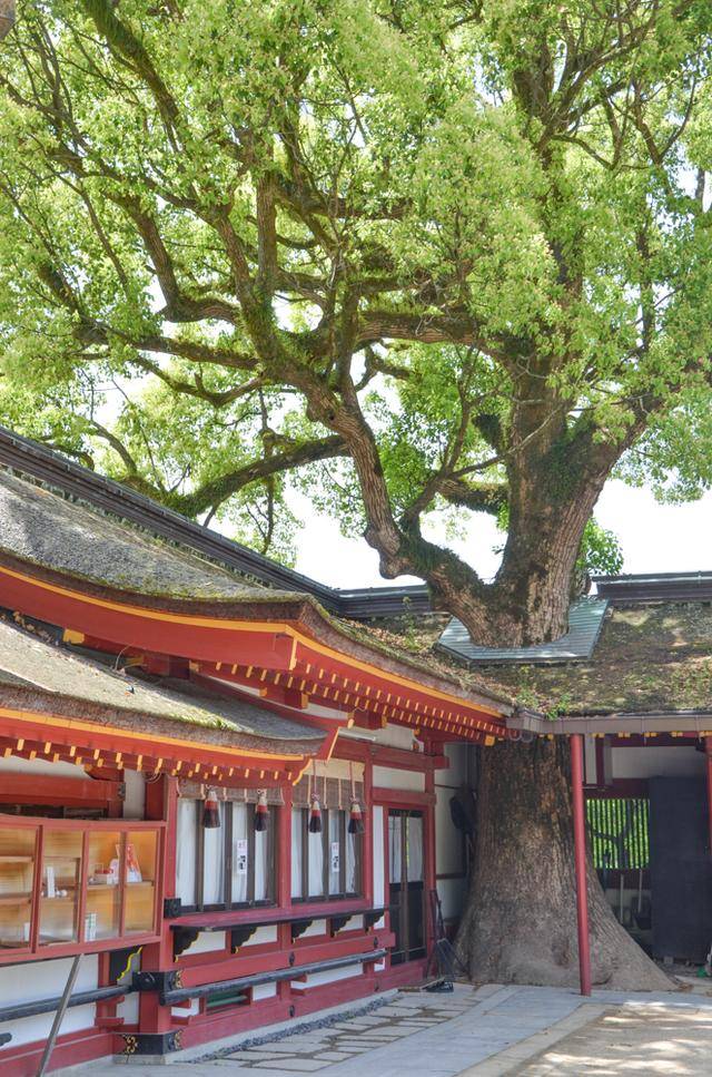 来日本福冈不看这个寺庙的，真的白来，因为文物就这么一个好看的24