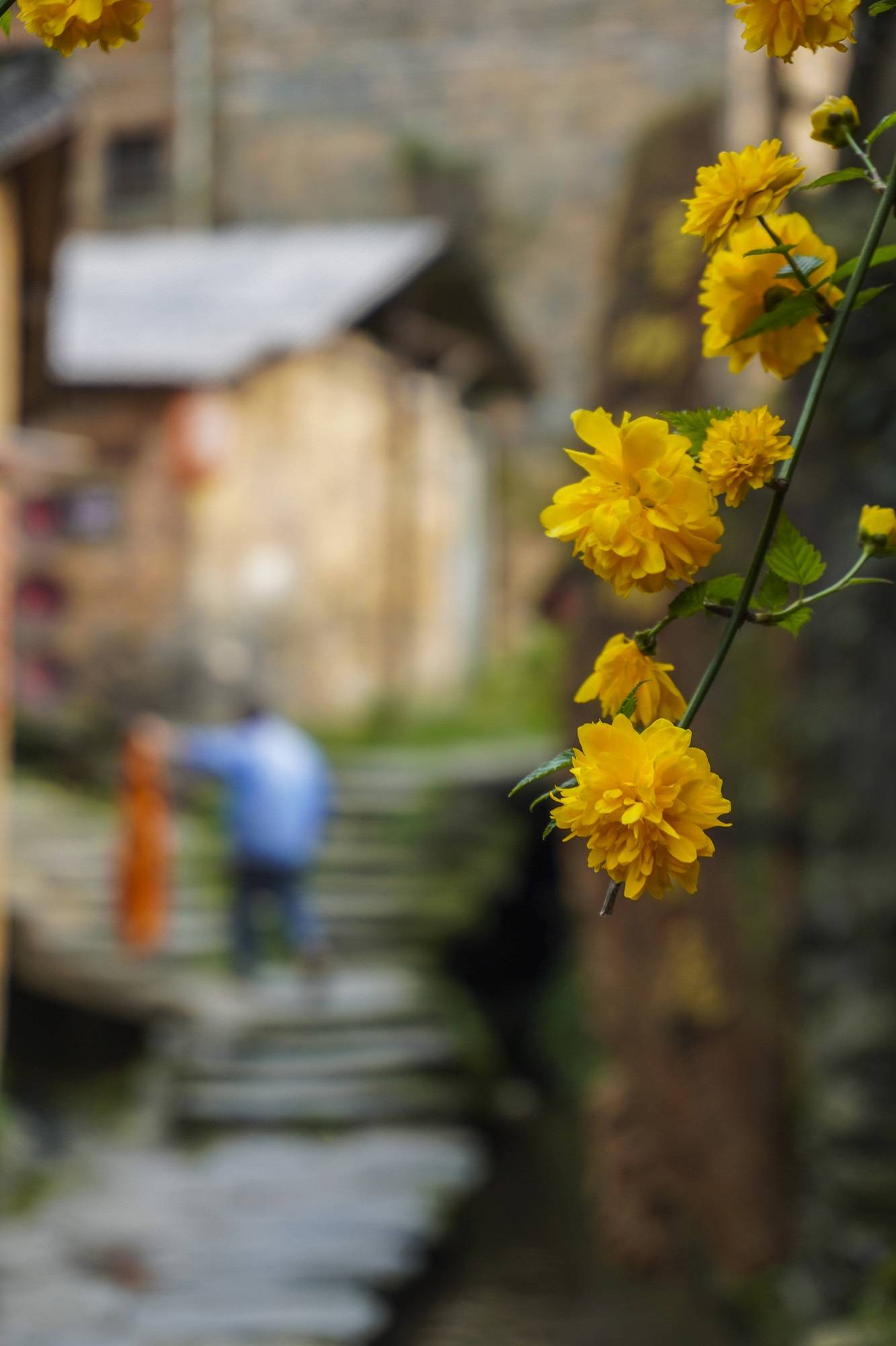 安徽深山中有座冷门古村,被誉为“梦乡村”,宛如世外桃源14