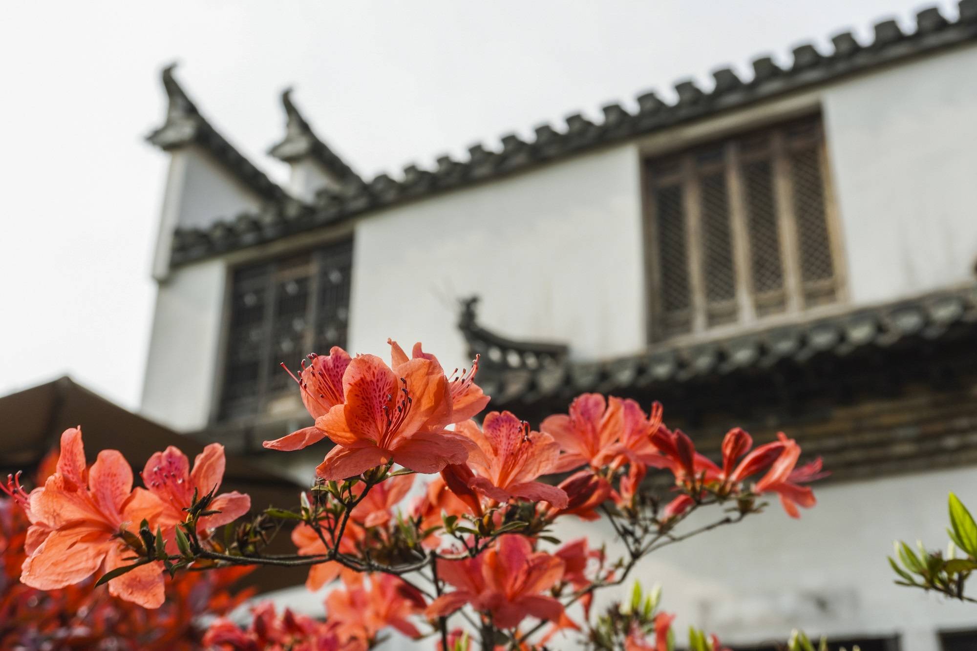 安徽深山中有座冷门古村,被誉为“梦乡村”,宛如世外桃源16