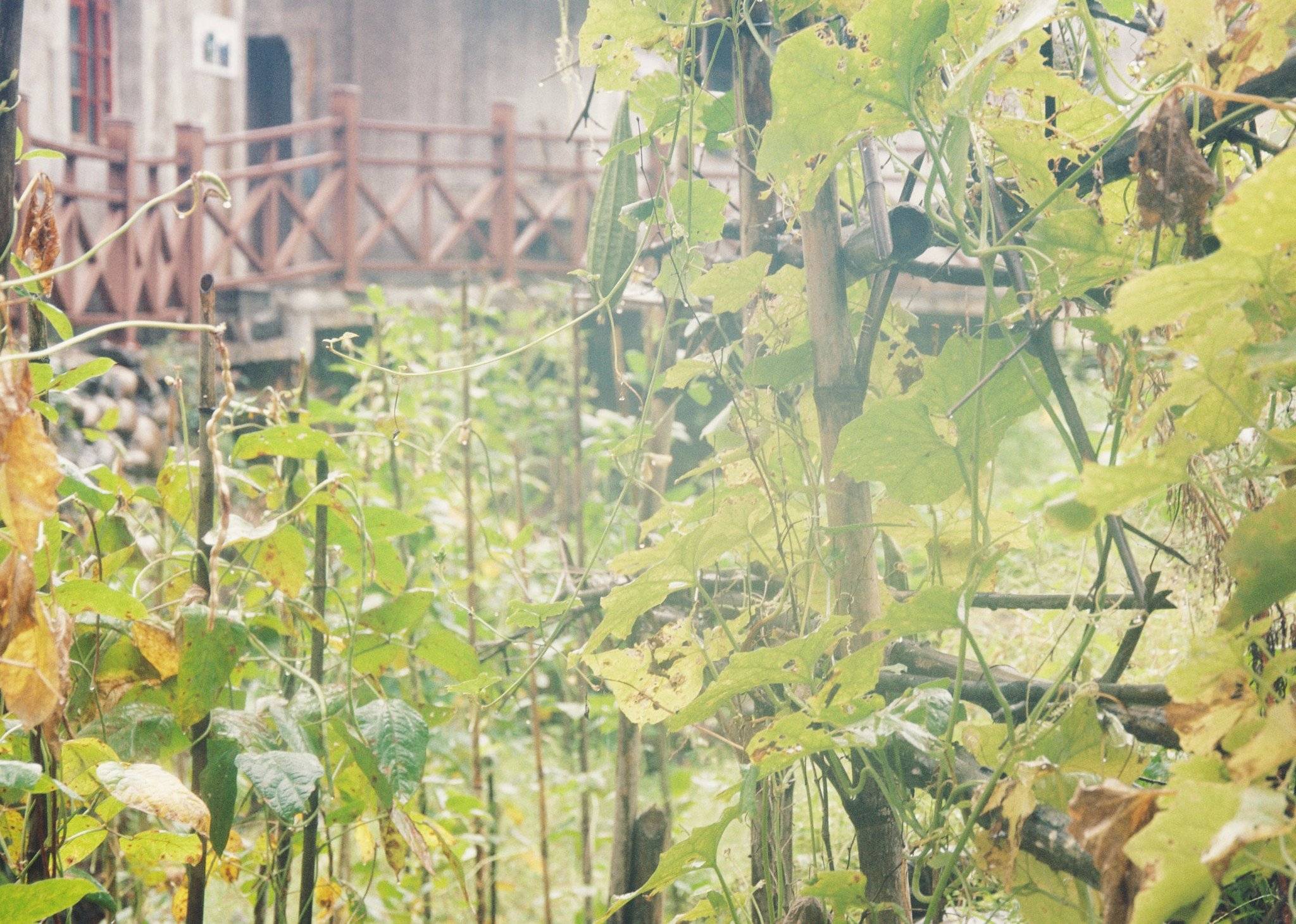 隐于安徽深山之中的百年古村,犹如世外桃源,至今鲜为人知8