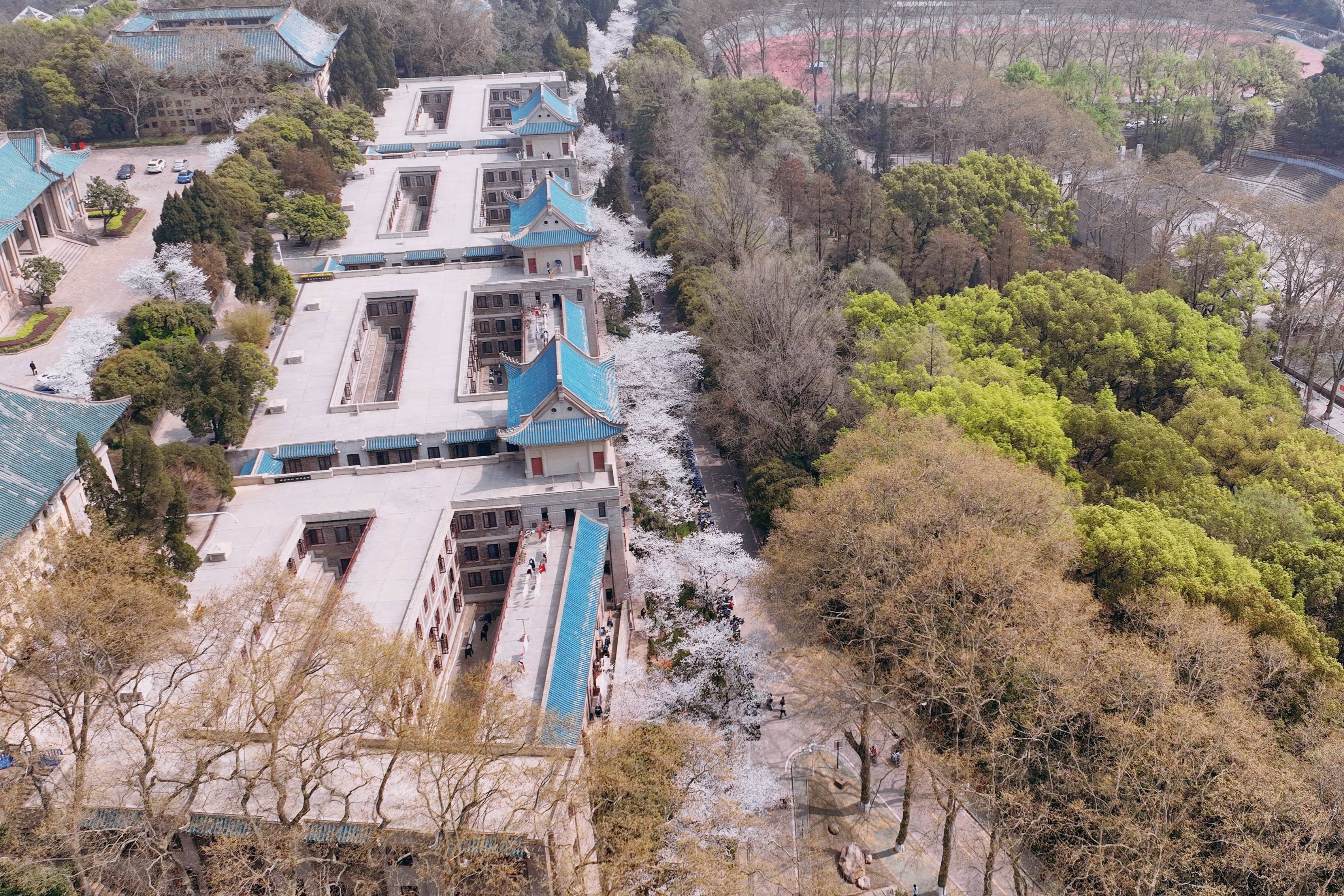 武汉大学樱花盛开，这座百年学府充满了静谧和唯美，宛如童话世界5