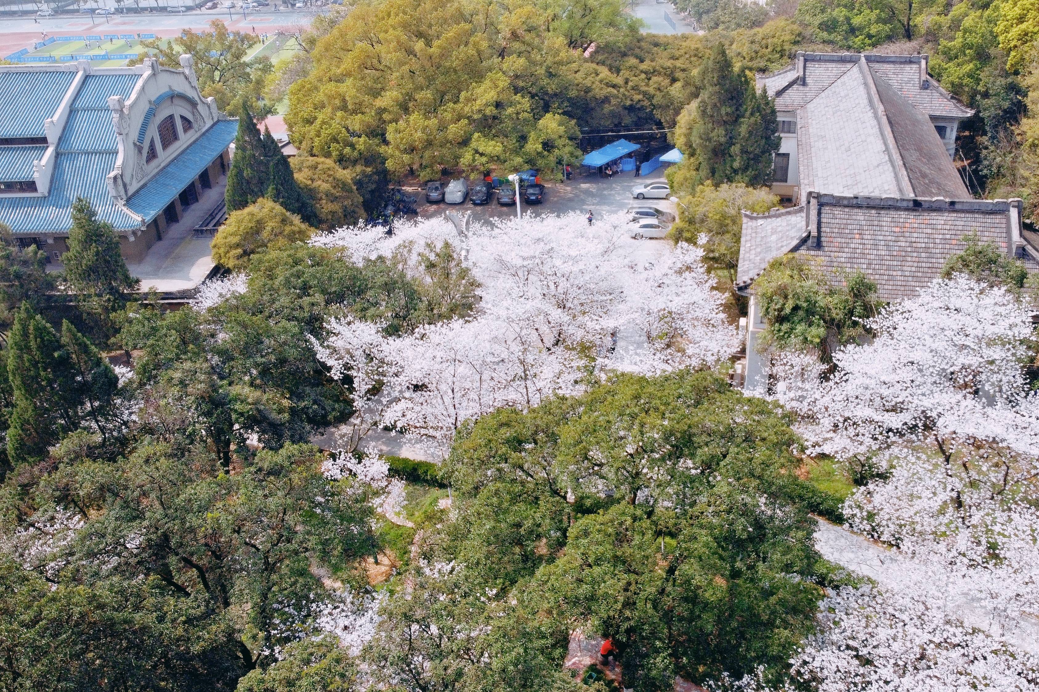 武汉大学樱花盛开，这座百年学府充满了静谧和唯美，宛如童话世界6