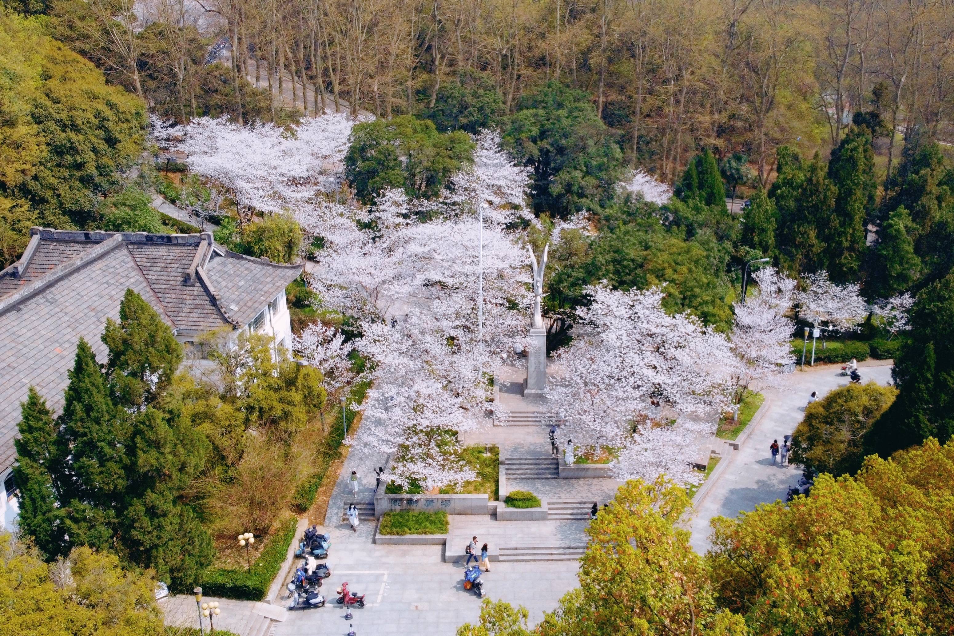 武汉大学樱花盛开，这座百年学府充满了静谧和唯美，宛如童话世界7