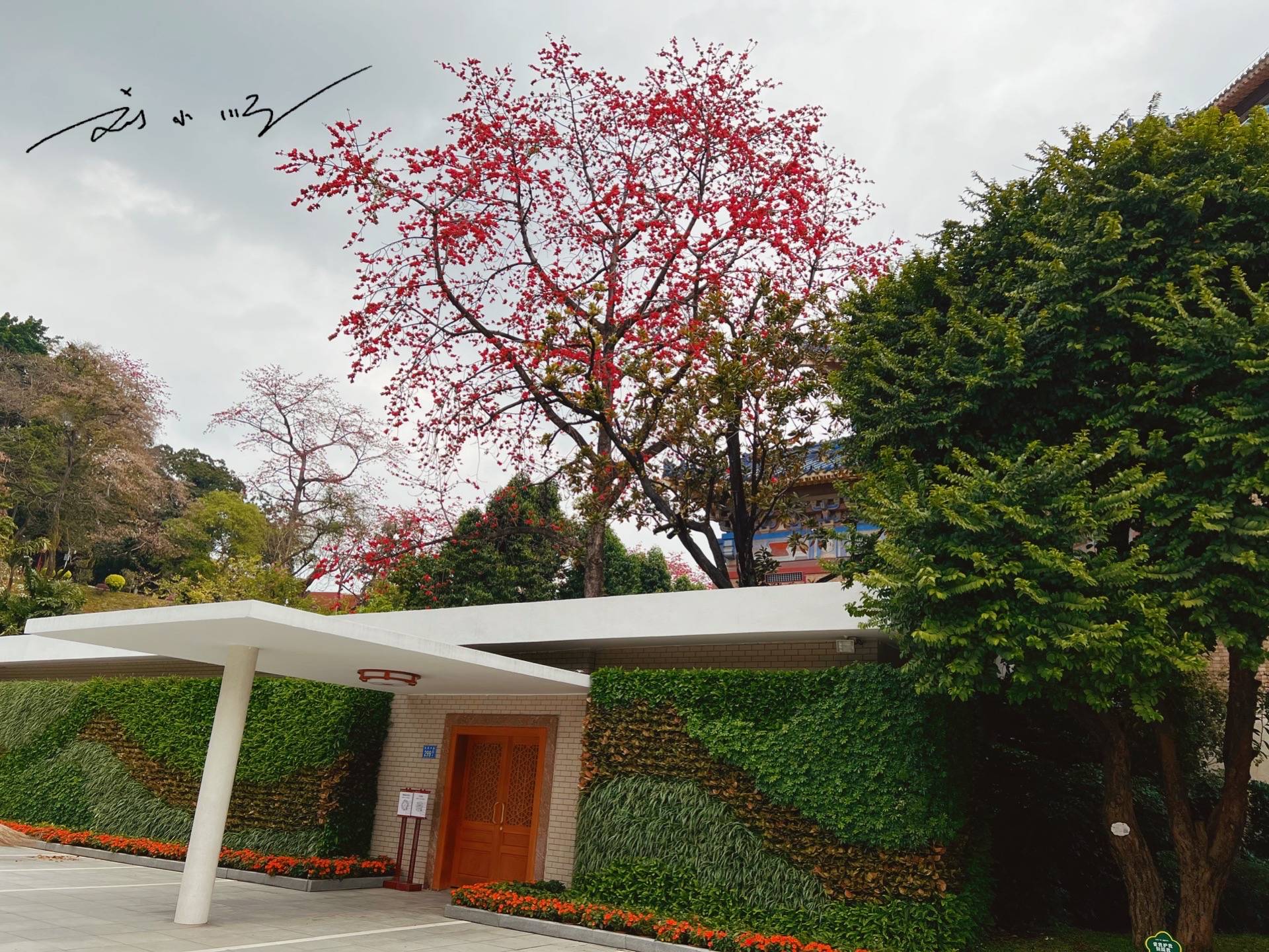 广州有一棵“木棉王”，已有350多岁，又被称为“中国最美木棉”12