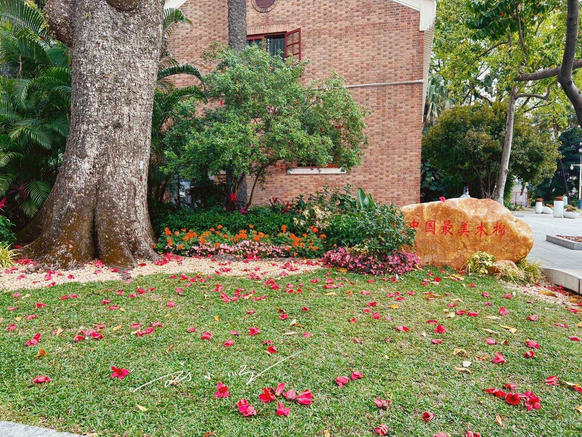 广州有一棵“木棉王”，已有350多岁，又被称为“中国最美木棉”13