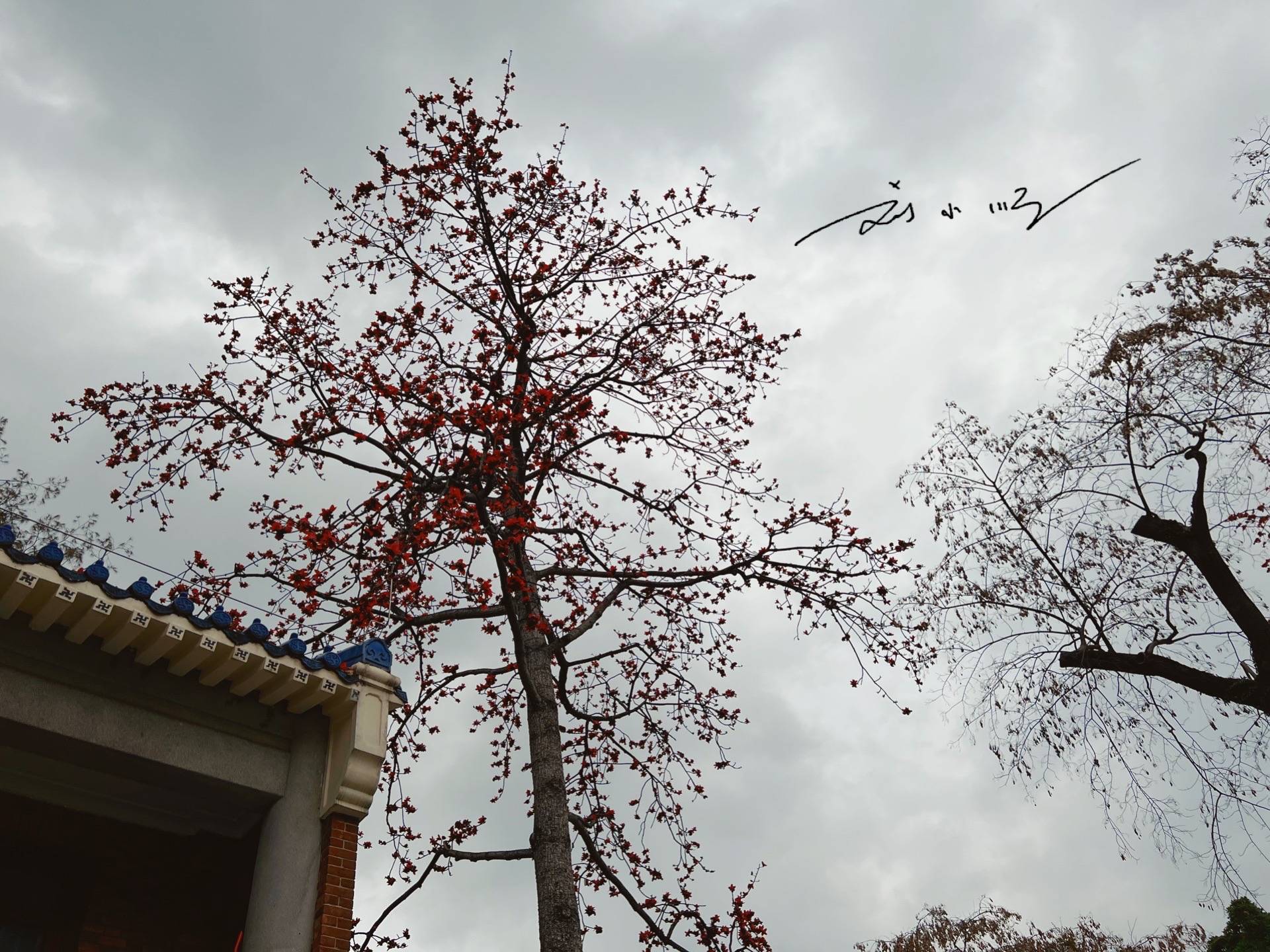 广州有一棵“木棉王”，已有350多岁，又被称为“中国最美木棉”14