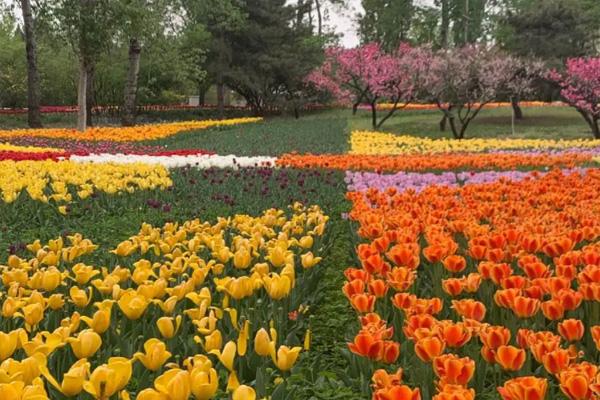 北京植物园赏花攻略20221