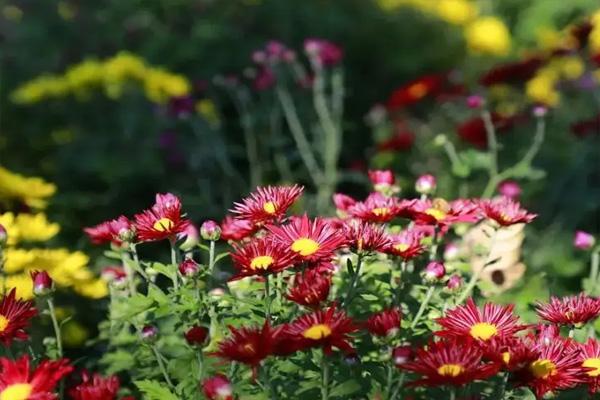 北京植物园赏花攻略20223