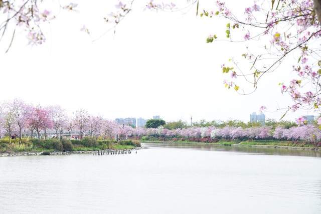 春季赏花地图火热出炉，另附老年人春季出游指南（转发收藏）3