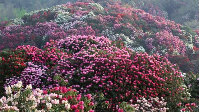 春季赏花地图火热出炉，另附老年人春季出游指南（转发收藏）4