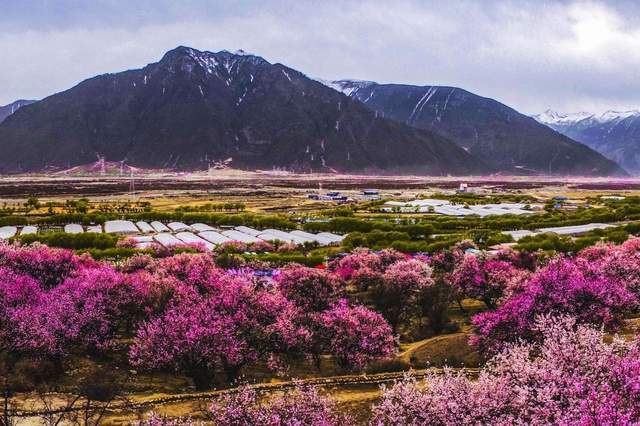 春季赏花地图火热出炉，另附老年人春季出游指南（转发收藏）6