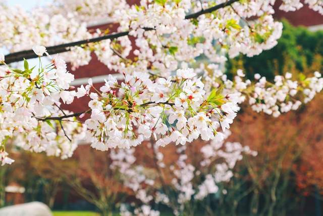 春季赏花地图火热出炉，另附老年人春季出游指南（转发收藏）7