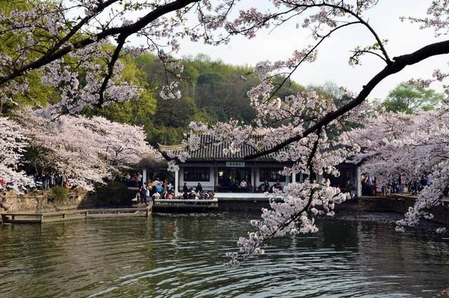 春季赏花地图火热出炉，另附老年人春季出游指南（转发收藏）8