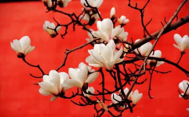 春季赏花地图火热出炉，另附老年人春季出游指南（转发收藏）9