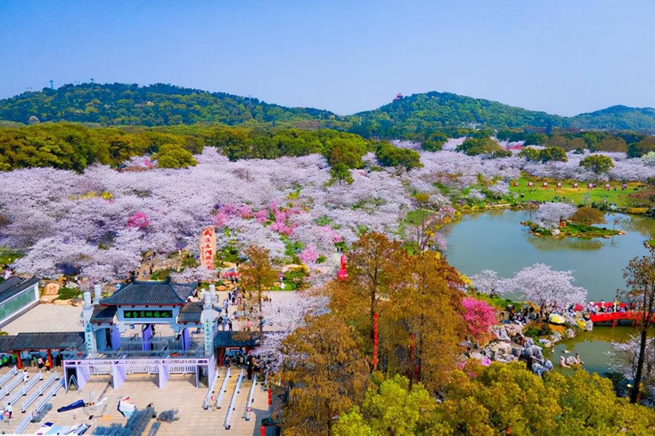 武汉东湖樱花园，此时樱花盛开，如梦似幻，让我们赴一场繁华盛宴1