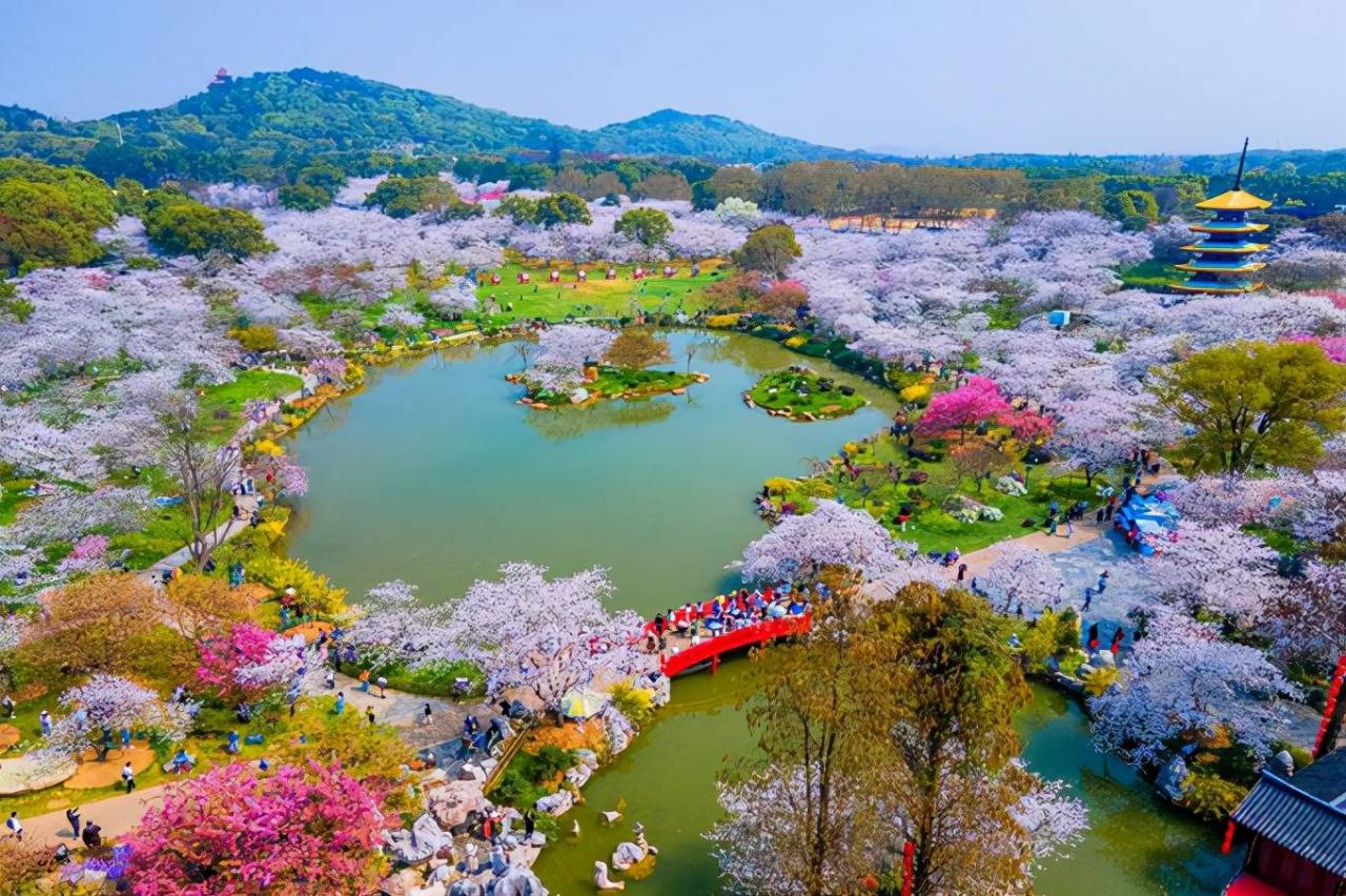 武汉东湖樱花园，此时樱花盛开，如梦似幻，让我们赴一场繁华盛宴2