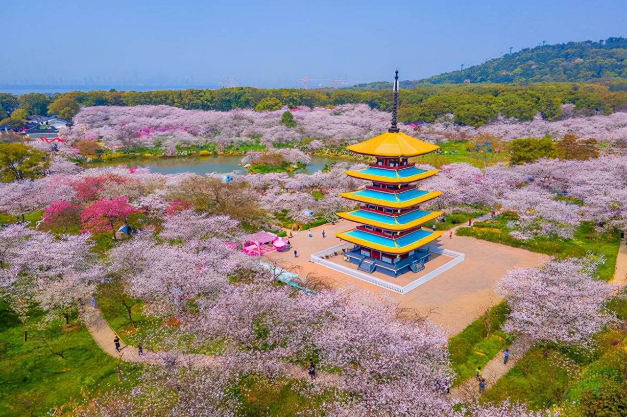 武汉东湖樱花园，此时樱花盛开，如梦似幻，让我们赴一场繁华盛宴3