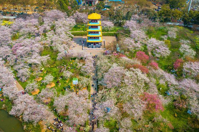 武汉东湖樱花园，此时樱花盛开，如梦似幻，让我们赴一场繁华盛宴5