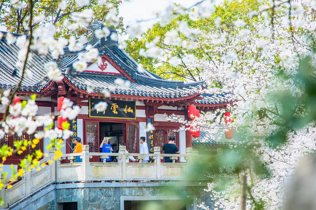 武汉东湖樱花园，此时樱花盛开，如梦似幻，让我们赴一场繁华盛宴7