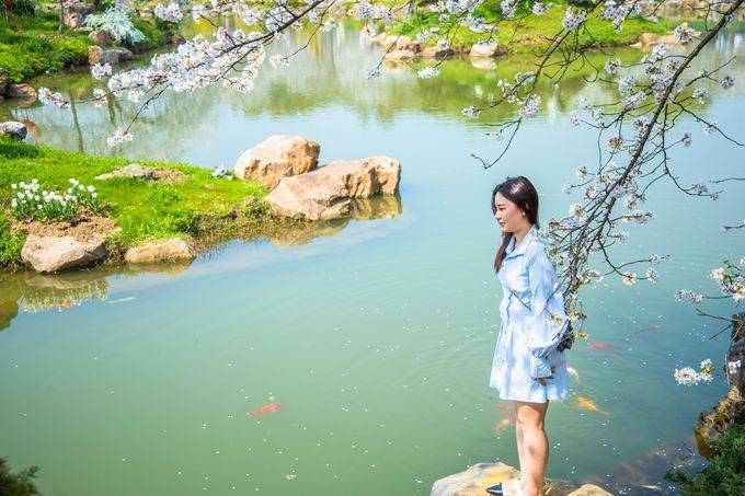 武汉东湖樱花园，此时樱花盛开，如梦似幻，让我们赴一场繁华盛宴9