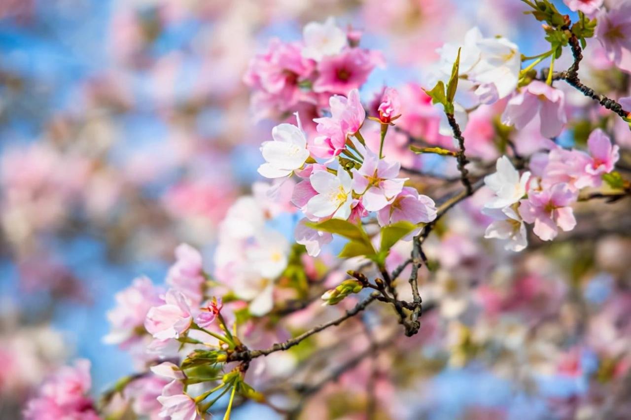 武汉东湖樱花园，此时樱花盛开，如梦似幻，让我们赴一场繁华盛宴10