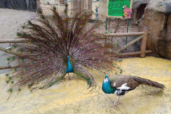 武汉东湖飞鸟世界一日游攻略1