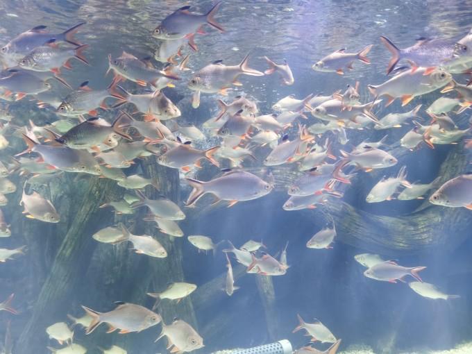 武汉东湖海洋世界一日游游记5