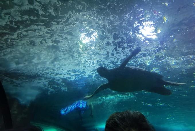 武汉东湖海洋世界一日游游记6