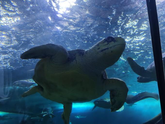 武汉东湖海洋世界一日游游记8