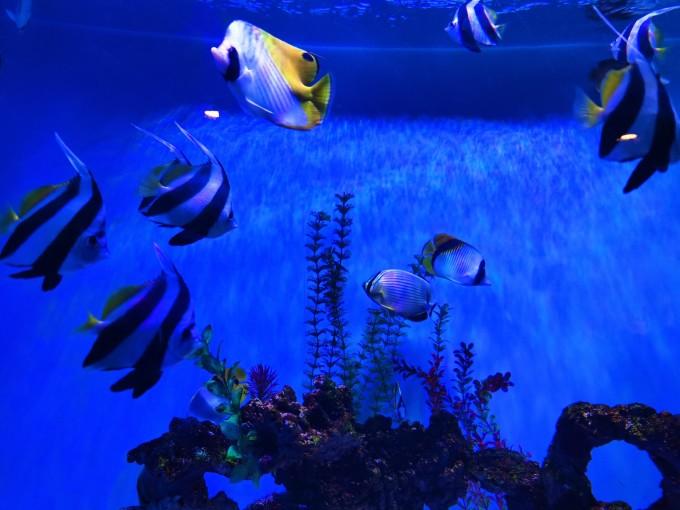 武汉东湖海洋世界一日游游记10