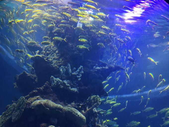 武汉东湖海洋世界一日游游记11