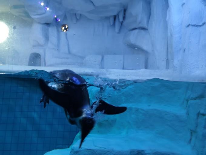 武汉东湖海洋世界一日游游记13