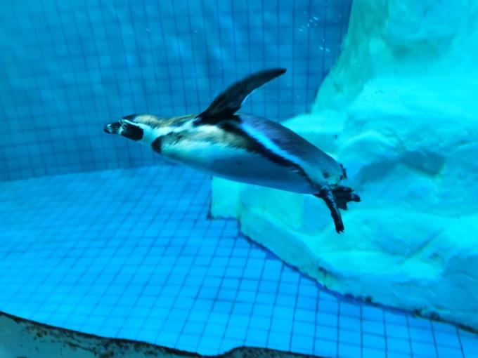 武汉东湖海洋世界一日游游记15