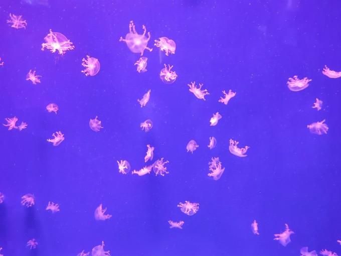 武汉东湖海洋世界一日游游记16