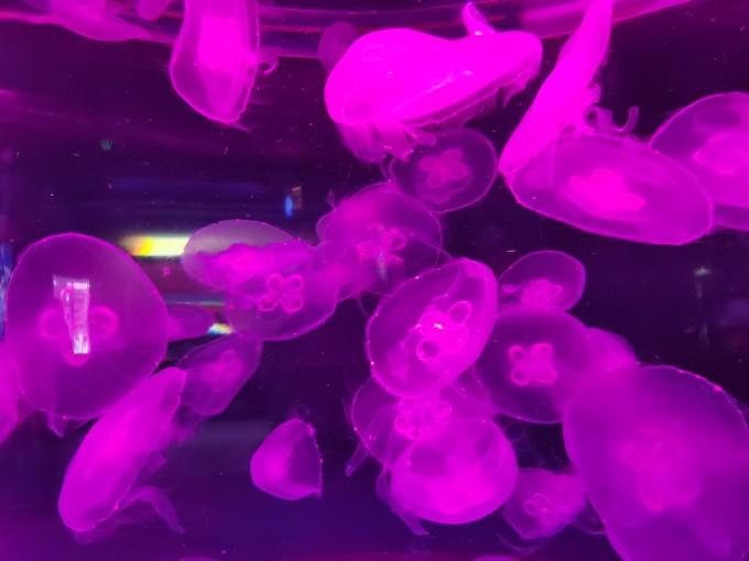 武汉东湖海洋世界一日游游记17