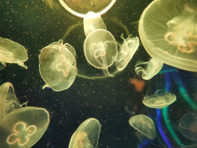 武汉东湖海洋世界一日游游记18