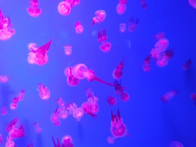 武汉东湖海洋世界一日游游记20