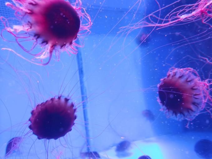 武汉东湖海洋世界一日游游记21