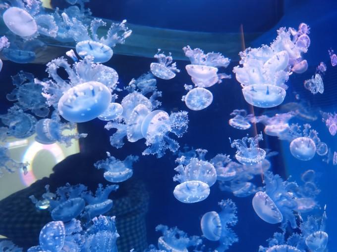 武汉东湖海洋世界一日游游记22