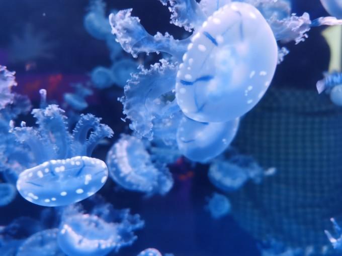 武汉东湖海洋世界一日游游记23