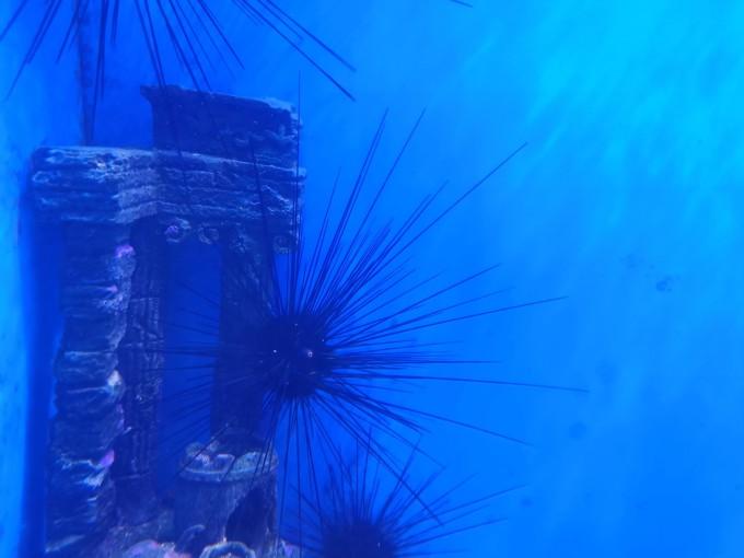 武汉东湖海洋世界一日游游记27