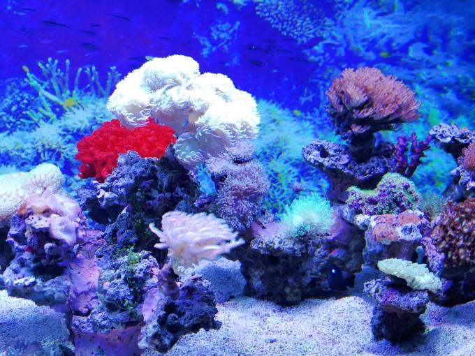 武汉东湖海洋世界一日游游记30