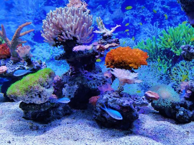 武汉东湖海洋世界一日游游记31