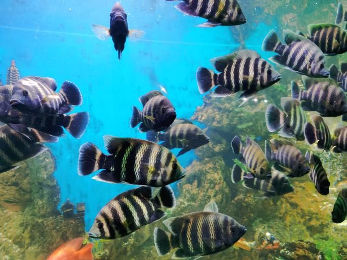 武汉东湖海洋世界一日游游记33