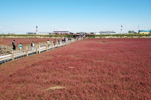 盘锦红海滩好不好玩1